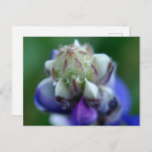 Carte Postale Dew Dapplé Lupine (Devant / Derrière)