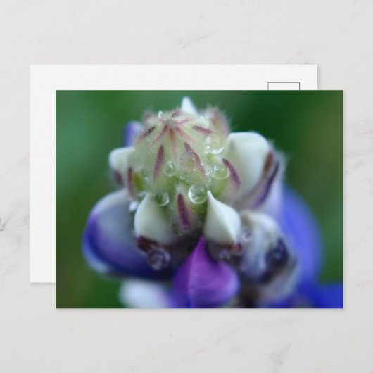Carte Postale Dew Dapplé Lupine (Devant / Derrière)