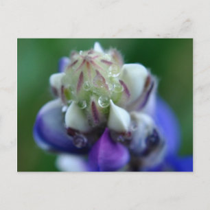 Carte Postale Dew Dapplé Lupine