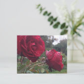 Carte Postale Dew Drop (Debout devant)