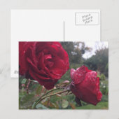 Carte Postale Dew Drop (Devant / Derrière)