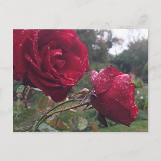 Carte Postale Dew Drop (Devant)