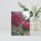 Carte Postale Dew Drop (Debout devant)