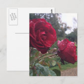 Carte Postale Dew Drop (Devant / Derrière)