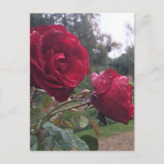 Carte Postale Dew Drop (Devant)