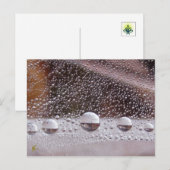 Carte Postale Dew Drop Méditation de la nature Yin Yang (Devant / Derrière)