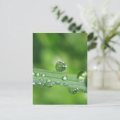 Carte Postale Dew Drop sur l'herbe verte Nature paisible (Debout devant)