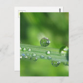 Carte Postale Dew Drop sur l'herbe verte Nature paisible (Devant / Derrière)