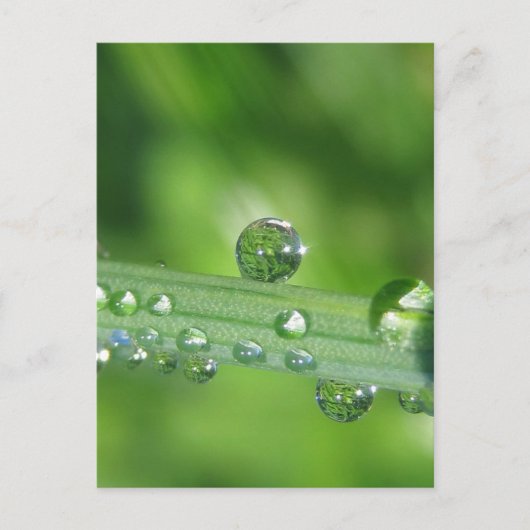 Carte Postale Dew Drop sur l'herbe verte Nature paisible (Devant)