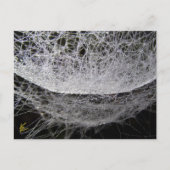 Carte Postale Dew Drop Water Hammock Spider Web (Devant)