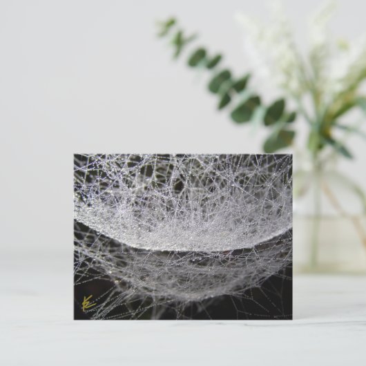 Carte Postale Dew Drop Water Hammock Spider Web (Debout devant)