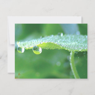 Carte Postale Dew Drops on Green Leaf Story in Nature