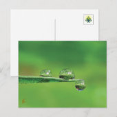 Carte Postale Dew Drops sur l'herbe verte Nature paisible (Devant / Derrière)