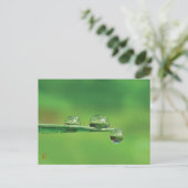 Carte Postale Dew Drops sur l'herbe verte Nature paisible (Debout devant)