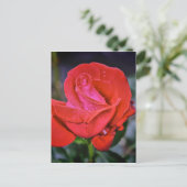 Carte Postale Dew du matin (Debout devant)