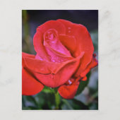 Carte Postale Dew du matin (Devant)