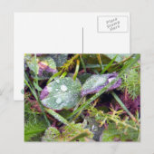 Carte Postale Dew du matin (Devant / Derrière)