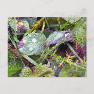 Carte Postale Dew du matin