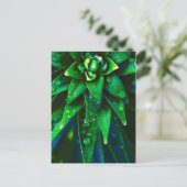 Carte Postale Dew du matin sur Plante (Debout devant)