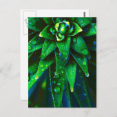 Carte Postale Dew du matin sur Plante (Devant / Derrière)