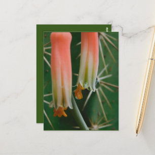 Carte Postale Dew sur Aloe Bloom 
