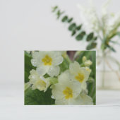 Carte Postale Dew sur Primrose blanche et jaune (Debout devant)