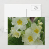 Carte Postale Dew sur Primrose blanche et jaune (Devant / Derrière)