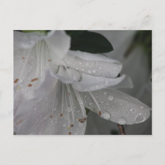 Carte Postale Dew sur une azalée (Devant)