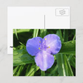 Carte Postale Dewy Trillium Fleur sauvage de printemps (Devant / Derrière)