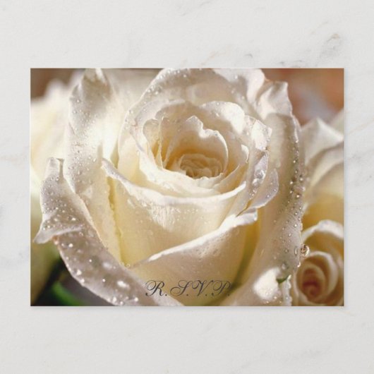 Carte postale Dewy White Rose R.S.V.P (Devant)
