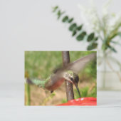 Carte postale DG-Hummer (Debout devant)