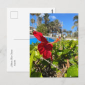 Carte postale d'Hibiscus (Devant / Derrière)