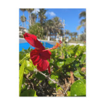 Carte postale d'Hibiscus