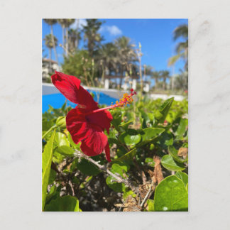 Carte postale d'Hibiscus