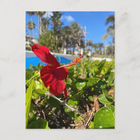 Carte postale d'Hibiscus (Devant)