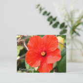 Carte postale d'Hibiscus panaché (Debout devant)