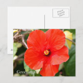 Carte postale d'Hibiscus panaché (Devant / Derrière)