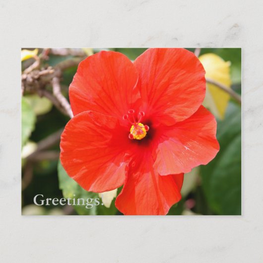 Carte postale d'Hibiscus panaché (Devant)