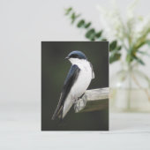 Carte postale d'Hirondelle bicolore (Debout devant)