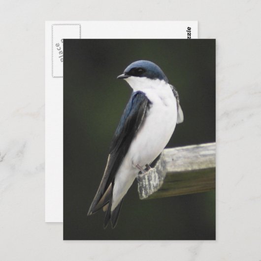 Carte postale d'Hirondelle bicolore (Devant / Derrière)