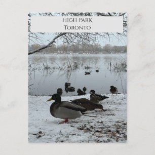 Carte postale d'hiver à High Park Toronto