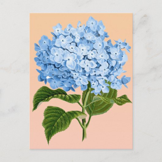 Carte postale d'hortensia bleu bébé (Devant)