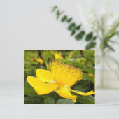 Carte postale d'Hypericum Calcyinum (Debout devant)