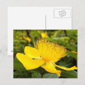 Carte postale d'Hypericum Calcyinum (Devant / Derrière)