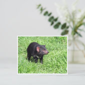 Carte Postale diable de tasmanien (Debout devant)