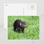 Carte Postale diable de tasmanien (Devant / Derrière)