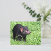 Carte Postale diable de tasmanien australie (Debout devant)