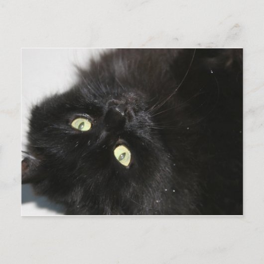 Carte Postale Diabola Le chat du diable (Devant)