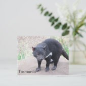 Carte postale diabolique de Tasmanie (Debout devant)