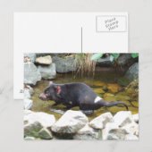 Carte postale diabolique de Tasmanie (Devant / Derrière)